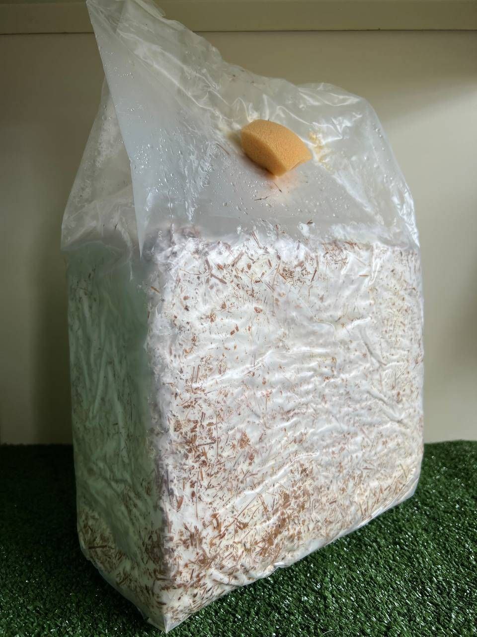 Ballette Funghi Cardoncelli
