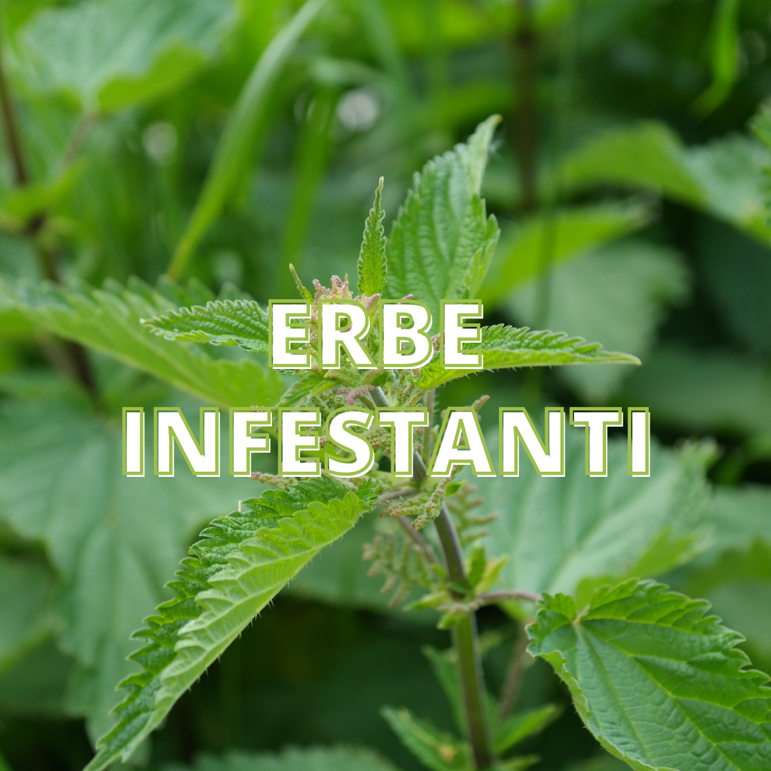 Erbe Infestanti