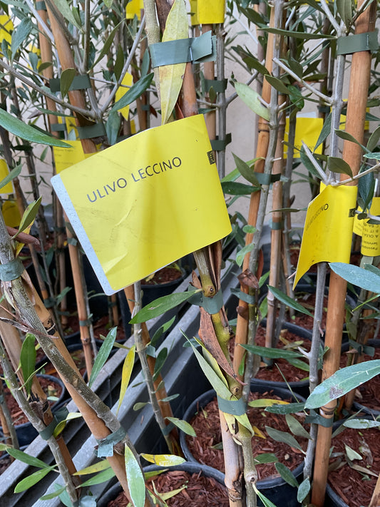 Ulivo Leccino