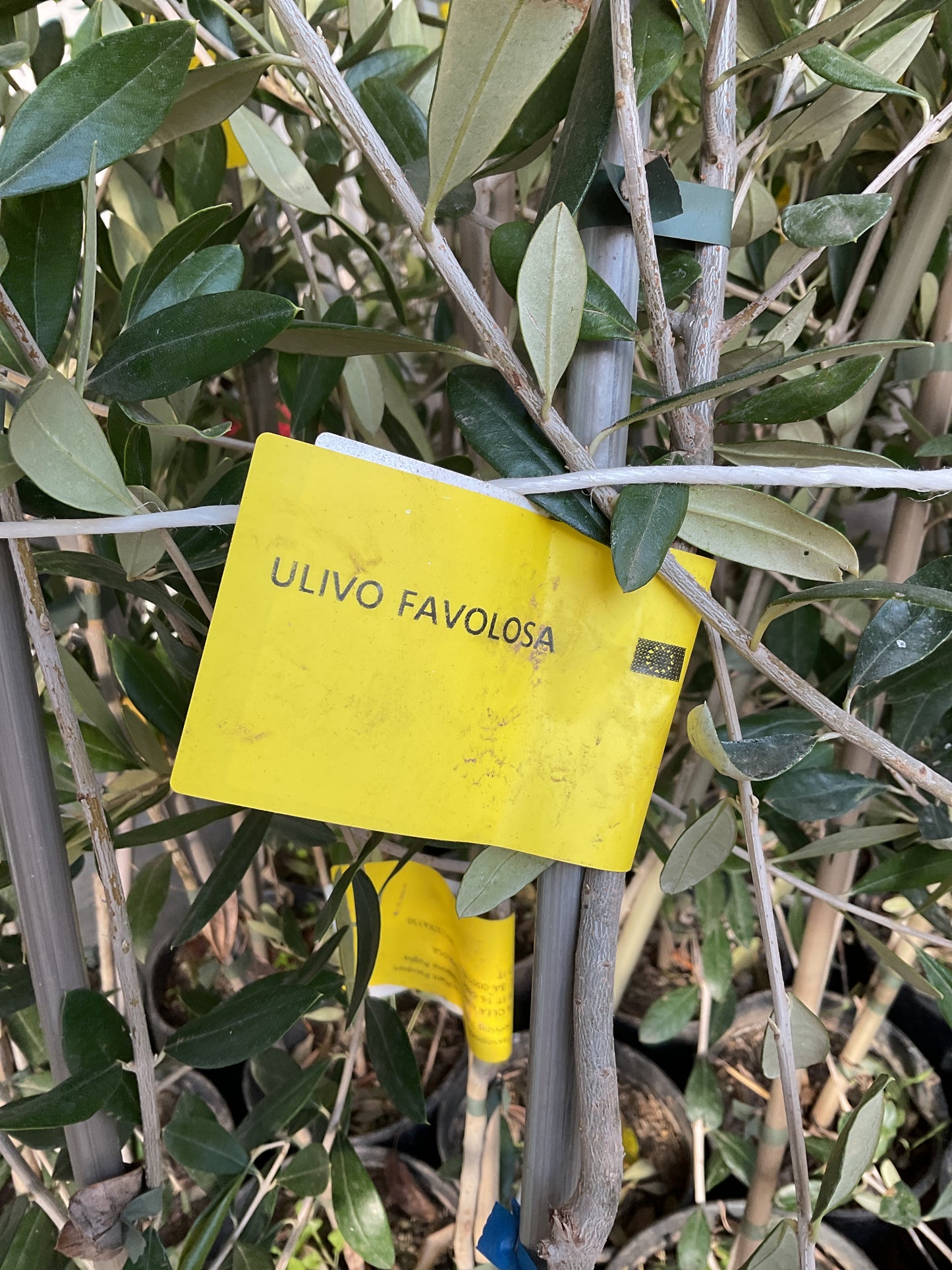 Olivo Favolosa