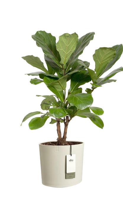 Vasi da Interno Design | Elho Eden