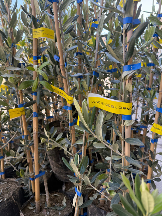 Olivo Leccio del Corno