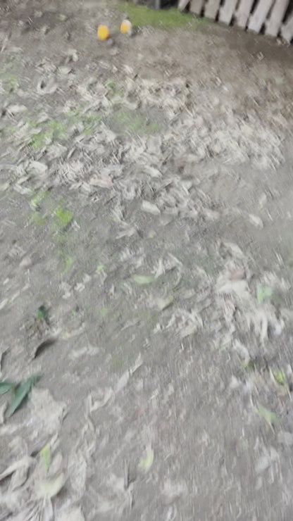 Ballette Funghi Cardoncelli